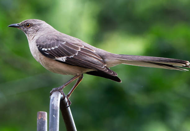 istock A Northern Mockingbird arrives on the deck 2153415013