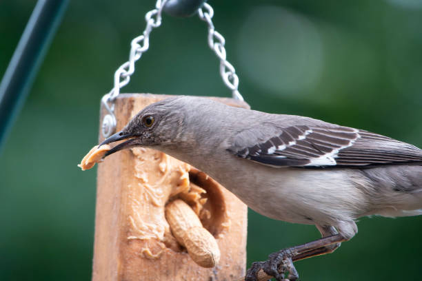 istock A Northern Mockingbird arrives on the deck 2153415014