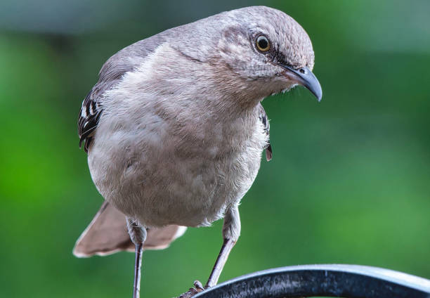 istock A Northern Mockingbird arrives on the deck 2153415024