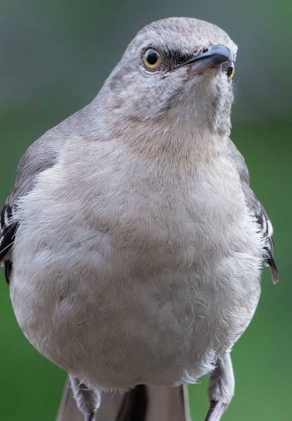 istock A Northern Mockingbird arrives on the deck 2153415057