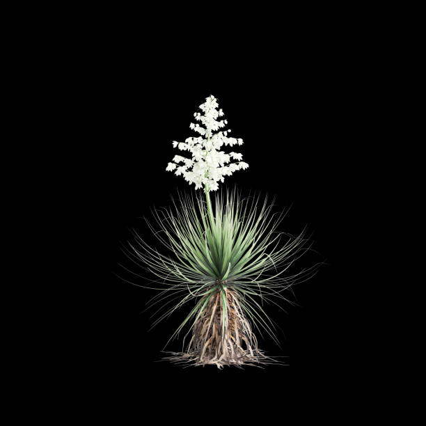 3d illustration of Yucca thompsoniana tree isolated on black background