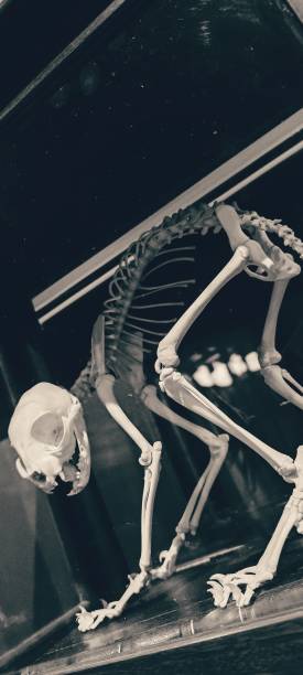 istock Cabinet of curiosities.  Cat skeleton 2153417350
