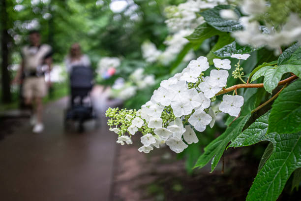 White flowers and walking trail