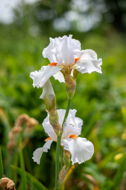 istock Iris flowers in bright colors - white 2153418624