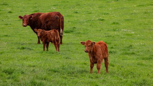 istock Mother Cow & Her Twins. 2153419962