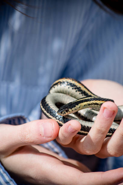 istock Teen Explorer: 16-Year-Old Holding a Garter Snake at Narcisse Snake Dens 2153423385