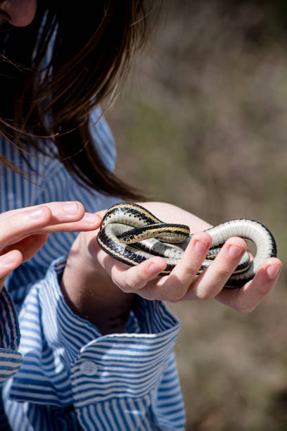 istock Teen Explorer: 16-Year-Old Holding a Garter Snake at Narcisse Snake Dens 2153423403