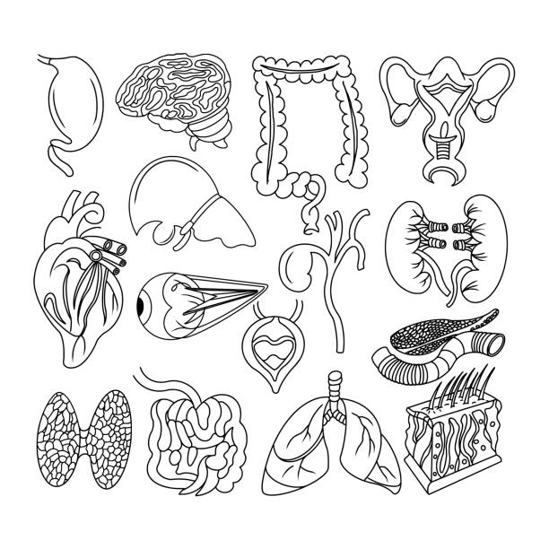 Human Anatomy Doodles, Internal Organs and Structures in Black and White A detailed collection of human anatomy doodles featuring various internal organs and structures in black and white. This illustration includes the brain, heart, lungs, liver, kidneys, stomach, intestines, and more, making it ideal for educational materials, medical references, and creative projects. clip art of a diagram of human lungs stock illustrations