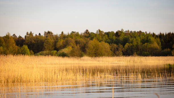 Lake and forest view from the Swedish countryside.