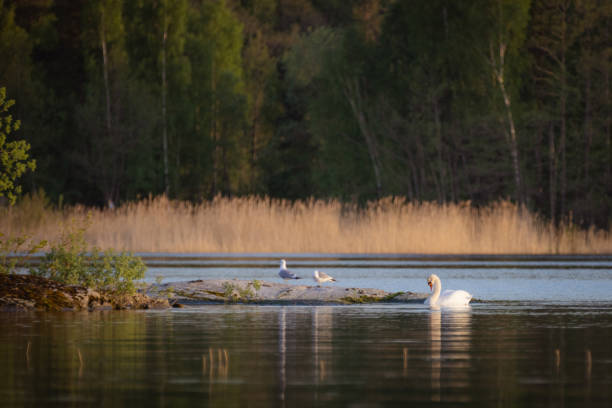 Lake and forest view from the Swedish countryside.