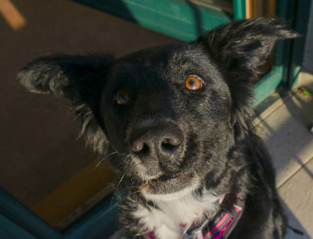 istock Dog waiting for a snack 2153424121