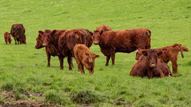 istock Group Of Lincoln Red Cattle. 2153426064