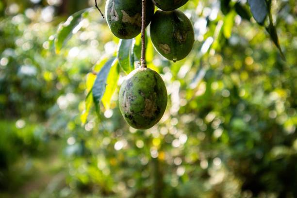 istock kedondong fruit plants that flower and bear fruit 2153426173