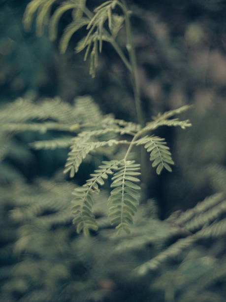 istock nature in thailand 2153427214