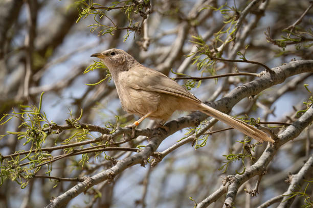 istock An Arabian Babbler on a Tree Branch 2153428743