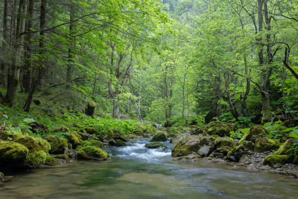 istock Kvacianska valley in spring time, Chocske vrchy, Slovakia 2153429156