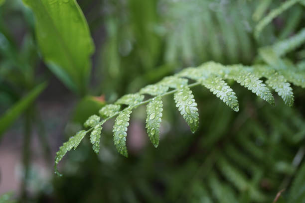 Water drop dew on Fern Plant leaves