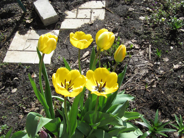 istock Beautiful blooming yellow tulip buds in the bright spring sunshine. 2153429510