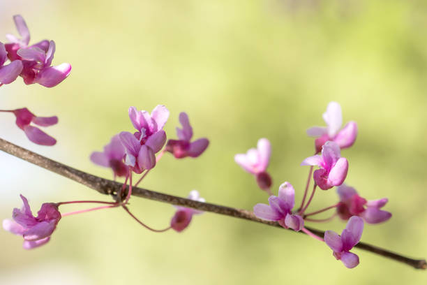 Closeup of redbud flowers on a spring day isolated on a spring green background.