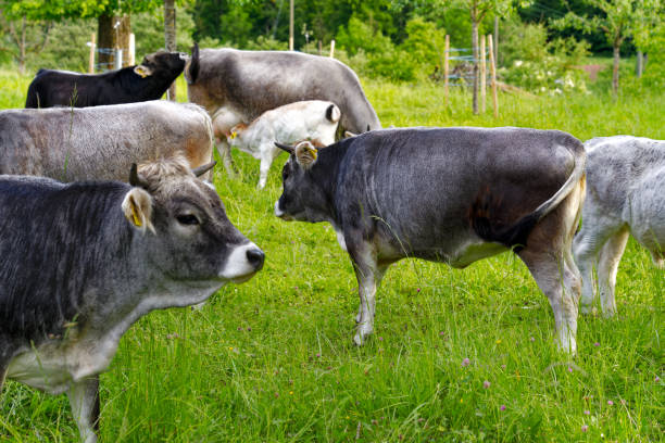 istock Idyllic scenery with cows on meadow at Swiss town. 2153432131