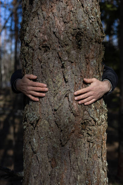 istock A man hugs a thick tree trunk in the forest as if protecting it. An activist man hugs a tree to protect the forest from deforestation. The concept of saving the forest from deforestation. 2153435417