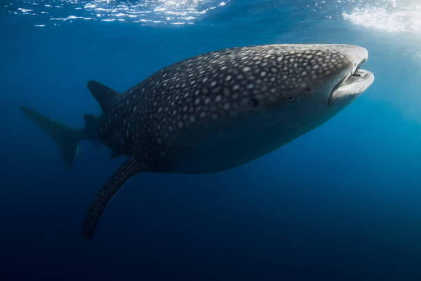 istock Giant Whale Shark with spot patterns in blue ocean 2153435461