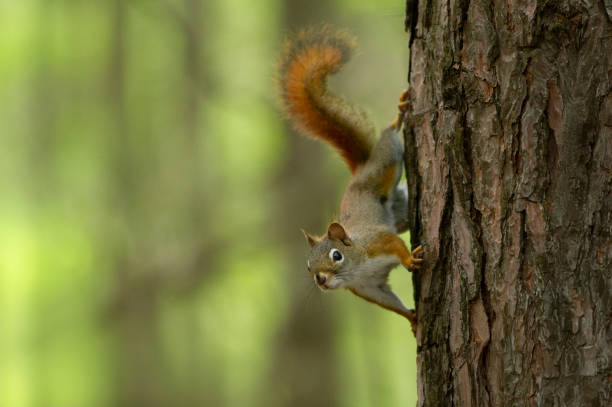 American Red Squirrel stands ready on the side of a tree