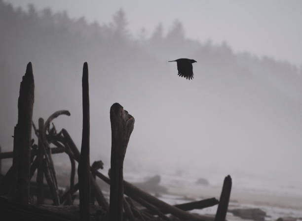 Lone Raven takes flight into the fog.
