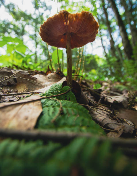 Bottom macro view of a mushroom in a green forest.