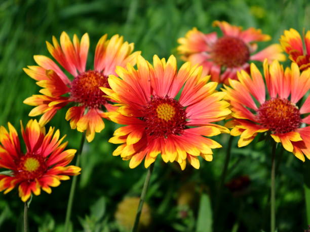 istock Gaillardia | Blanket flowers in bloom close-up 2153441695