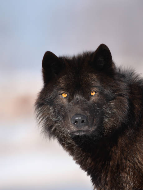 istock portrait Canadian black wolf on a blurred background 2153443248
