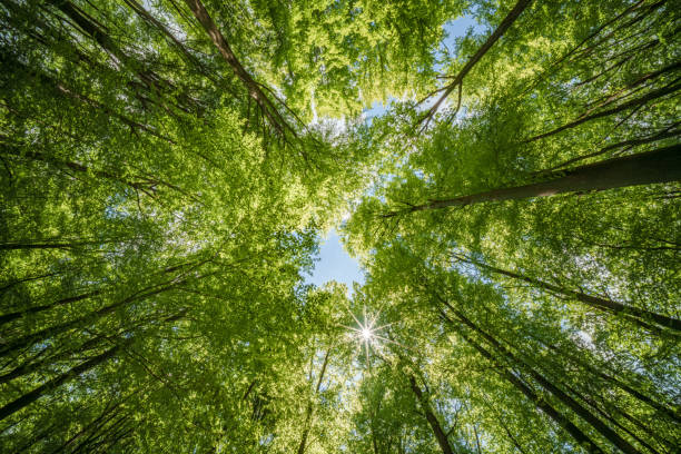 istock Viewing sunlight peeking through the canopy of a forest - sustainability 2153444743