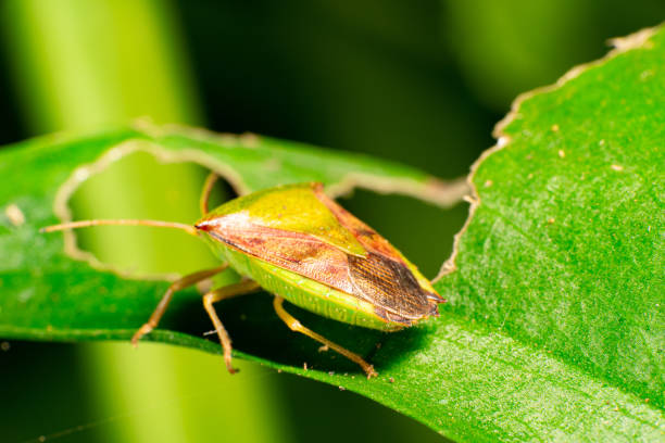 istock Monte bug, name in Brazil (Maria Fedida) in a garden on the leaves, selective focus 2153444779