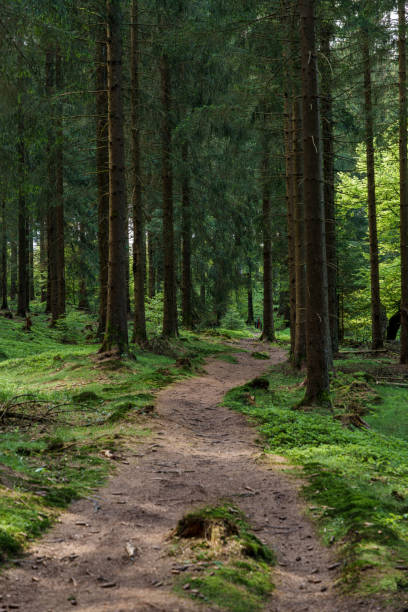 istock Sunlight filters through trees on woodland path, illuminating larch and grass 2153444901