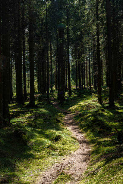 istock Sunlight filters through trees on woodland path, illuminating larch and grass 2153444967