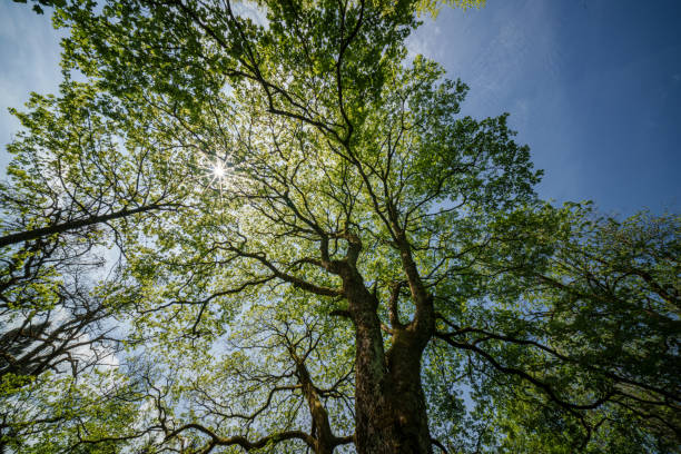 istock Sunlight filtering through tree branches in natural landscape, sustainability 2153445139