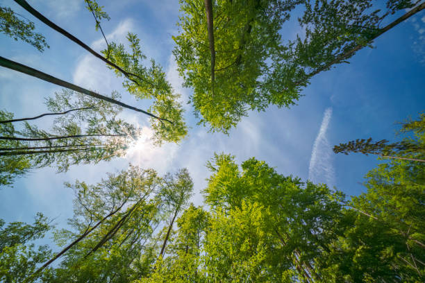 istock Observing the sunlight peeking through forest canopy of trees,sustainability 2153445338