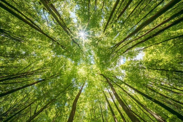 istock Natural landscape view of sunlight filtering through trees in a forest 2153445417
