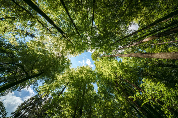 istock Natural landscape view of sunlight filtering through trees in a forest 2153445445