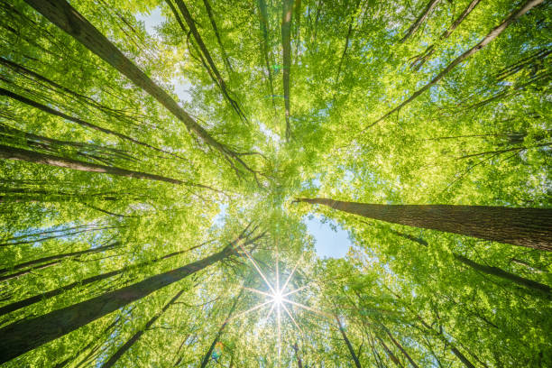 istock Natural landscape view of sunlight filtering through trees in a forest 2153445463