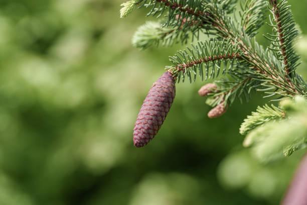 A close up of a shortstraw pine cone on a tree branch, showcasing the beauty of this evergreen conifer. A terrestrial plant with a unique fruiting structure