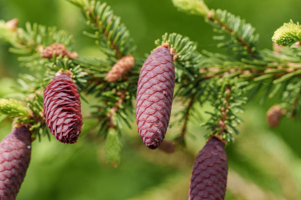 A close up of a shortstraw pine cone on a tree branch, showcasing the beauty of this evergreen conifer. A terrestrial plant with a unique fruiting structure
