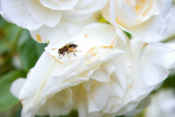 Close-up of a bee resting on a delicate white rose petal in a garden. World Bee Day. World Wildlife Day