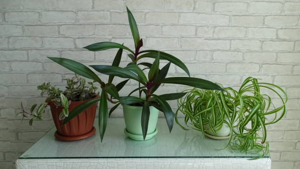 istock Green potted Houseplants natural light 2153448217