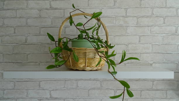 istock Green potted Houseplants natural light 2153448222