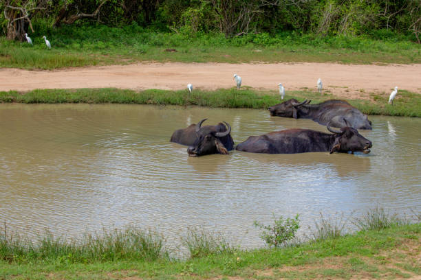 Water buffalo in mud hole, Yala National Park