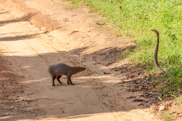 istock mongoose fights with an aggressive cobra in the wild 2153448504