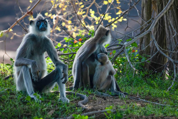 black faced grey langur monkey in Yala National Park, Sri Lanka