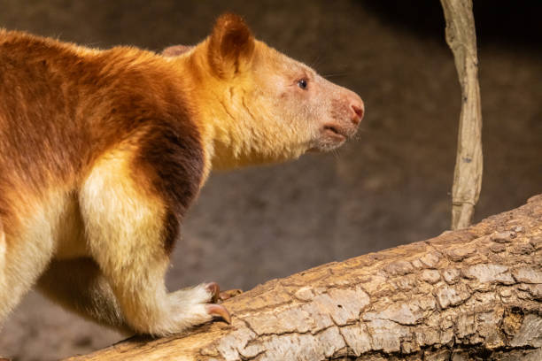 istock Goodfellow's Tree Kangaroo, dendrolagus goodfellowi buergersi 2153449093