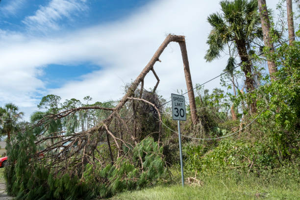 istock Fallen down tree after hurricane in Florida. Consequences of natural disaster 2153450082